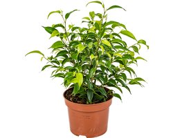 Bloomique - Ficus Benjamina Natasja - Treurvijg - Kamerplanten - Luchtzuiverend - Gemakkelijk in onderhoud - Hoogte 20-30 cm - Pot 12 cm