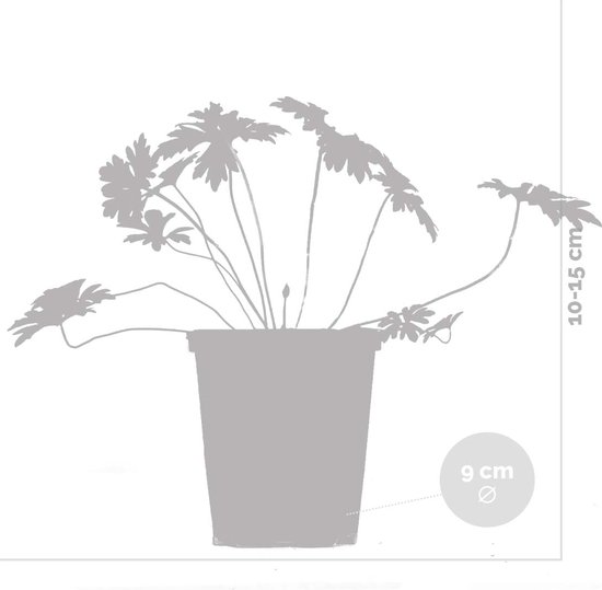 Ooievaarsbek Johnson's Blue - Geranium (Sixpack) Tuincentrum Koeman