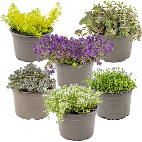 Bloomique - Mix van 6 - Sedum - Vetkruid - Tuinplanten - Winterhard - Groenblijvend - 10-15 cm Hoog - Pot 14 cm