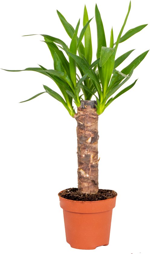 Bloomique - Yucca Elephantipes - Palmlelie - Kamerplanten - Luchtzuiverend - Gemakkelijk in onderhoud - 30-40 cm Hoog - Pot 12 cm