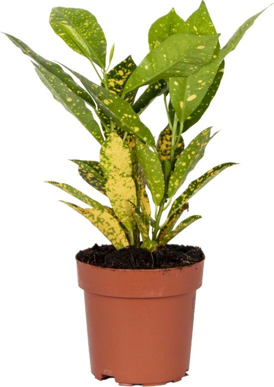 Bloomique - Codiaeum Sunny star - Wonderstruik - Kamerplanten - Luchtzuiverend - 20-30 cm Hoog - Pot 12 cm