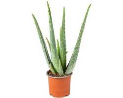 Bloomique - Aloe Vera Plant - Kamerplanten - Vetplanten - Succulenten - Zeer Gemakkelijk in onderhoud - 20-30 cm Hoog - Pot 10,5 cm