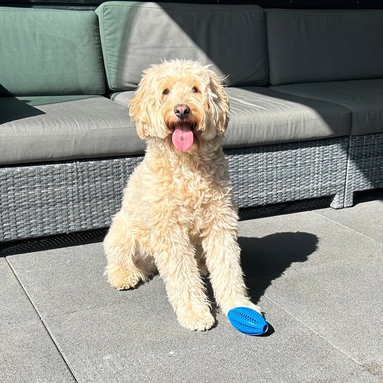 Een blonde labradoodle zit buiten met een blauw speeltje tussen zijn poten.
