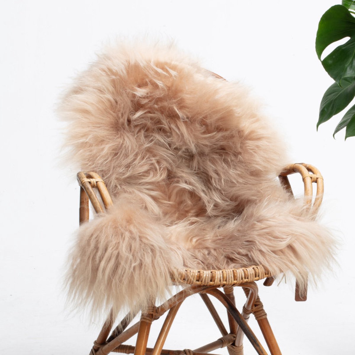 SHEEPY® | Schapenvacht | Freya (Beige) L (105-110cm) - Sheepy.cc