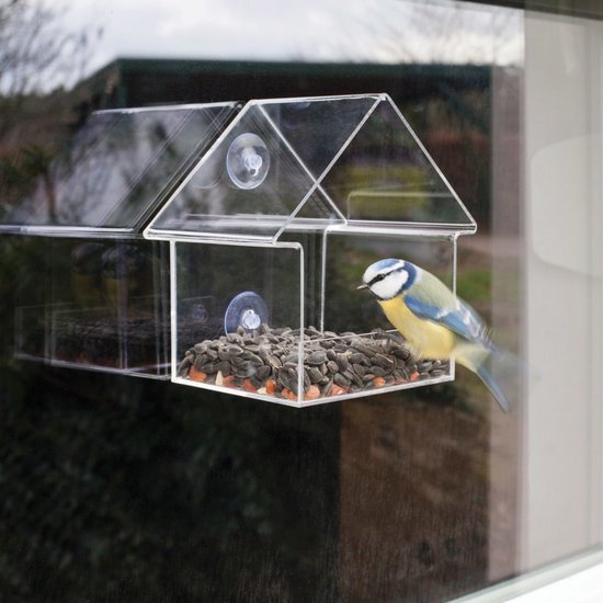 Blauwe koolmees eet zonnebloempitten uit een transparant huisvormig vogelvoederhuisje aan het raam.