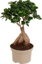 Ficus Bonsai Ginseng - Ficus microphylla Ginseng - Bonsai boompje- Kamerplanten -↑ 40-45cm - Pot-Ø 15cm