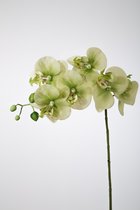 Kunstbloem - set van 2  - Butterfly orchidee - decoratieve tak -  68 cm - groen