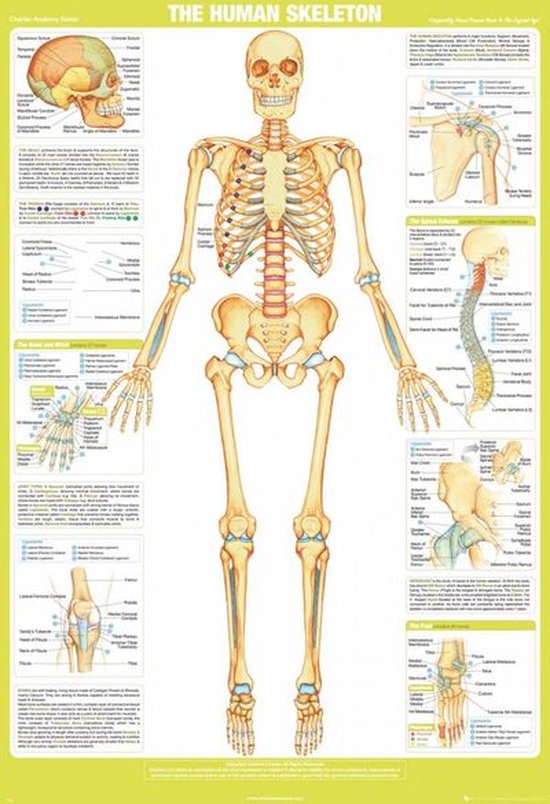 Poster - Chartex Skelet - 91.5 X 61 Cm - Multicolor