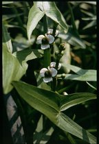 Pijlkruid (Sagittaria sagittifolia) - Vijverplant - 3 losse planten - Om zelf op te potten - Vijverplanten webshop