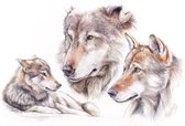 Wolf 2 - Kunst - Marco der Kinderen - Canvas - 100 x 70 cm