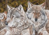 Wolf - Kunst - Marco der Kinderen - Canvas - 100 x 70 cm