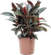 Kamerplant van Botanicly – Rubberboom – Hoogte: 60 cm – Ficus elastica