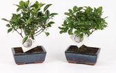 Bonsai van Botanicly – 2 × Bonsai Mix – Hoogte: 15 cm