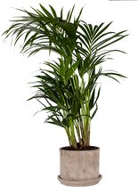 Hellogreen Kamerplant - Kentiapalm - 110 cm - Beige Sierpot