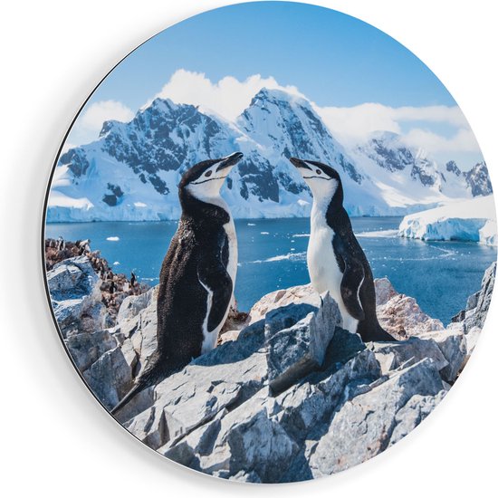 Artaza Cercle mural Dibond Deux pingouins sur pierres en Antarctique - Ø 50 cm - Klein - Cercle mural - Tableau rond - Pour intérieur et extérieur