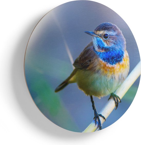 Artaza Muurcirkel - Kleurrijke Blauwborst Vogel Op Een Tak - Wandcirkel - Rond Schilderij