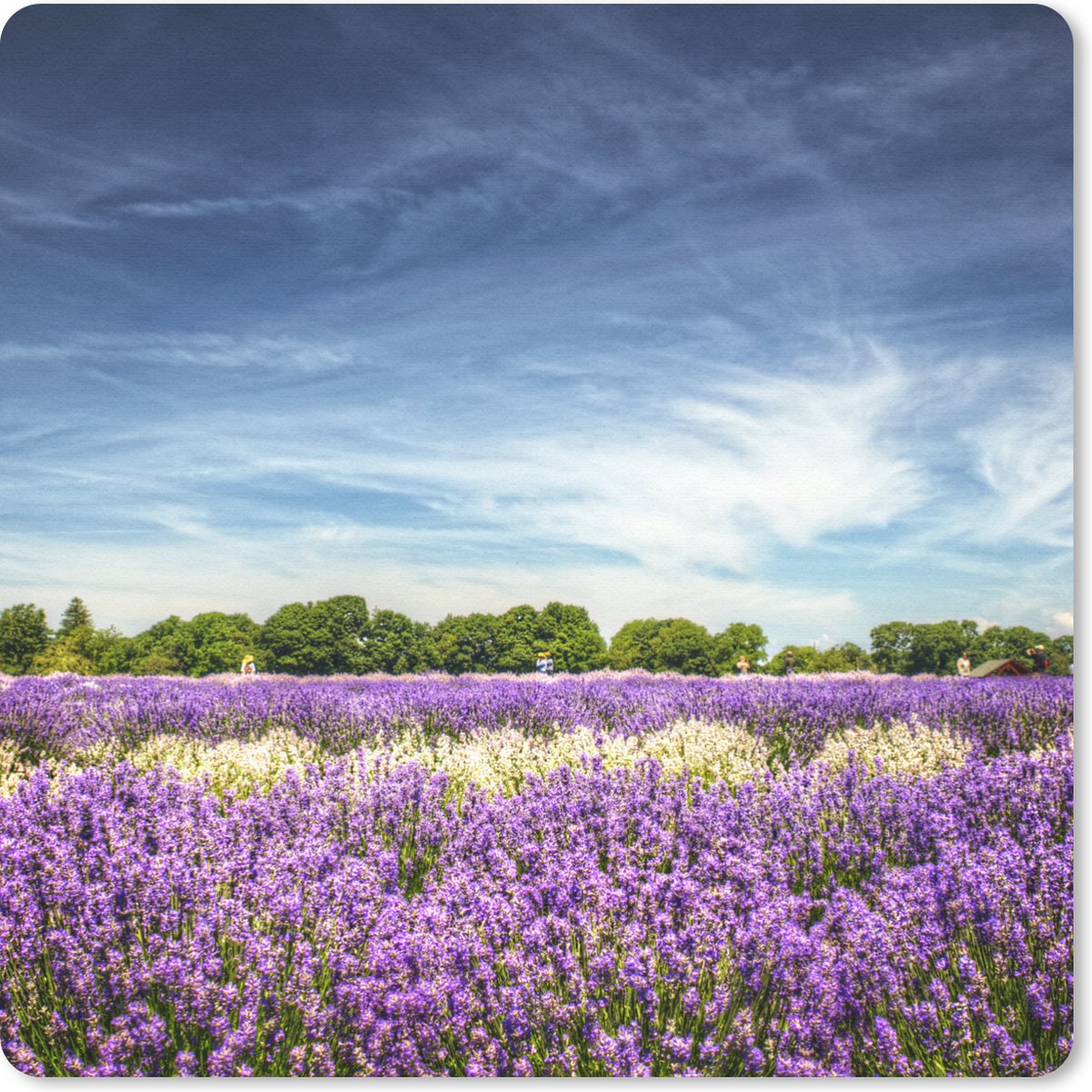 Muismat 30x30 cm - Mousepad Paarse en witte lavendel in bloem in veld - Muismatten