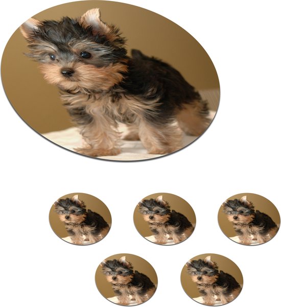 Onderzetters voor glazen - Rond - Portretfoto van een Yorkshire Terrier - 10x10 cm - 6 stuks