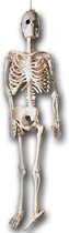Carnival Toys Hangdecoratie Skelet 20 Cm Wit