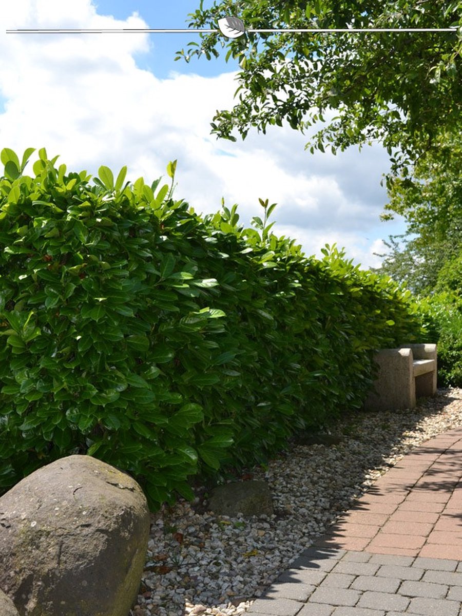 Laurier Prunus Rotundifolia 80-100 cm in Pot, 30x Haagplant