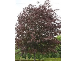 Rode Beuk Fagus sylvatica Atropunicea 125-150 cm in Pot, 3x Haagplant