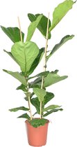 ZynesFlora - Ficus Lyrata  - Kamerplant - Ø 24 cm - ↕ Hoogte: 115 - 120cm - Tabaksplant - Vioolbladplant