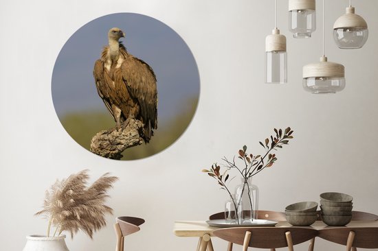 Jeune vautour fauve sur la branche d'un chêne-liège Cercle mural en plastique Assiette ⌀ 120 cm - tirage photo sur cercle mural / cercle maison (décoration murale) XXL / Groot format!