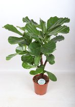 Kamerplant van Botanicly – Vioolplant  – Hoogte: 110 cm – Ficus Lyrata