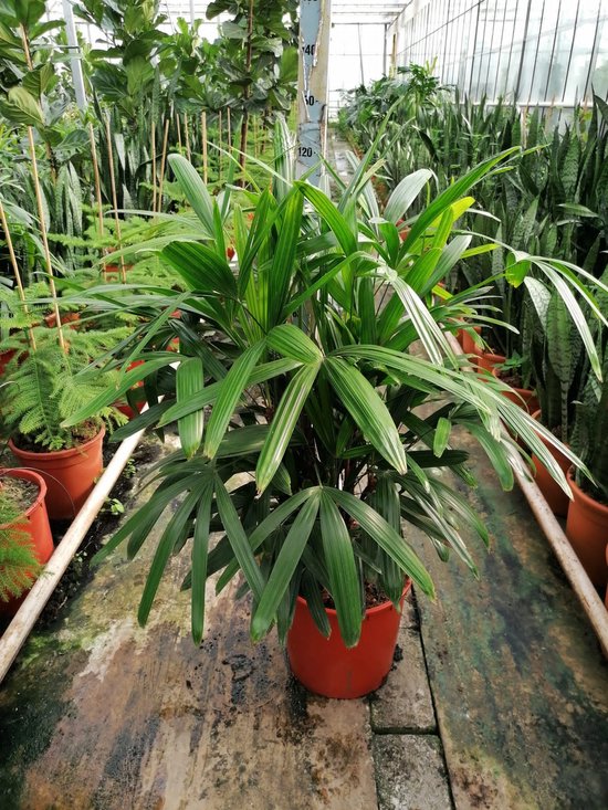 Kamerplant van Botanicly – Bamboepalm – Hoogte: 120 cm – Rhapis Excelsa
