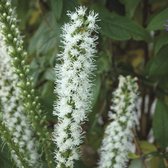 Lampepoetser (Liatris) Floristan Weiss | 5 stuks | Bijen- en vlinderplant | Bijentuin | Bloeiende vaste plant | bloemenpracht in de zomer | Wortelstok | Snijbloem | verwilderend |