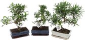 Bonsai van Botanicly – 3 × Bonsai Mix – Hoogte: 30 cm