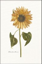 Walljar - Helianthus Annuus - Muurdecoratie - Poster