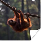Poster Jonge orang-oetan hangend aan tak - 50x50 cm