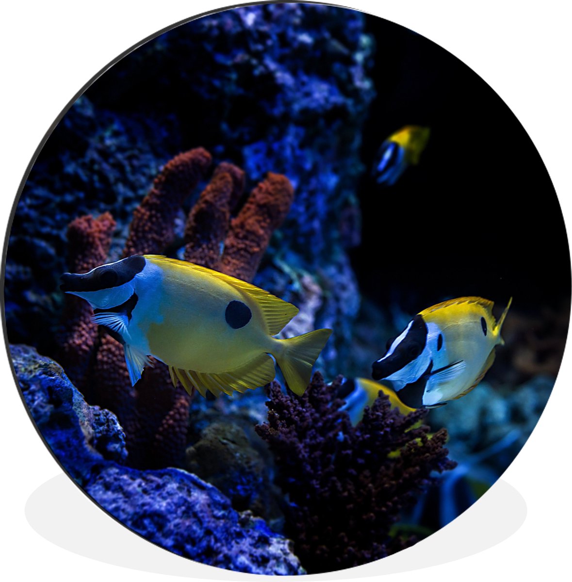 WallCircle - Wandcirkel - Muurcirkel - Aquariumvissen in een aquarium in Singapore. - Aluminium - Dibond - 140x140 cm - Binnen en Buiten
