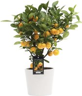 Citrus Calamondin in Roma keramiek ↨ 40cm - hoge kwaliteit planten