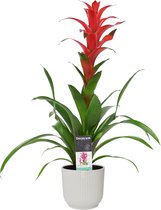 Decorum Guzmania Allura in ELHO ® Vibes Fold Rond (zijde wit) ↨ 60cm - planten - binnenplanten - buitenplanten - tuinplanten - potplanten - hangplanten - plantenbak - bomen - plant