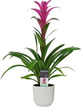 Decorum Guzmania Freya in ELHO ® Vibes Fold Rond (zijde wit) ↨ 60cm - planten - binnenplanten - buitenplanten - tuinplanten - potplanten - hangplanten - plantenbak - bomen - plante