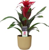 Decorum Guzmania Optima in ELHO ® Vibes Fold Rond (botergeel) ↨ 40cm - planten - binnenplanten - buitenplanten - tuinplanten - potplanten - hangplanten - plantenbak - bomen - plant