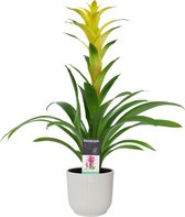 Decorum Guzmania Hilda in ELHO ® Vibes Fold Rond (zijde wit) ↨ 60cm - planten - binnenplanten - buitenplanten - tuinplanten - potplanten - hangplanten - plantenbak - bomen - plante