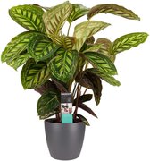 Calathea Flamestar met Elho brussels antracite ↨ 70cm - hoge kwaliteit planten