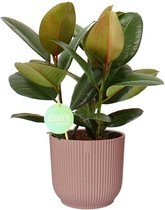 Ficus Robusta in ELHO Vibes (roze) ↨ 60cm - planten - binnenplanten - buitenplanten - tuinplanten - potplanten - hangplanten - plantenbak - bomen - plantenspuit