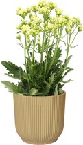 Kalanchoë Sunny White in ELHO Vibes Fold sierpot (botergeel) ↨ 40cm - planten - binnenplanten - buitenplanten - tuinplanten - potplanten - hangplanten - plantenbak - bomen - plantenspuit
