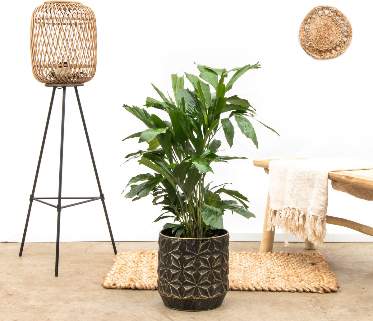 Caryota Mitis - 120cm
