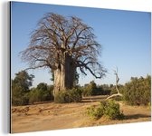 Wanddecoratie Metaal - Aluminium Schilderij Industrieel - Fantastische Boababboom in het Nationaal park Lower Zambezi - 90x60 cm - Dibond - Foto op aluminium - Industriële muurdecoratie - Voor de woonkamer/slaapkamer