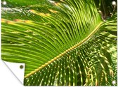 Tuinschilderij Close-up van een lichtgroen sagopalm blad - 80x60 cm - Tuinposter - Tuindoek - Buitenposter