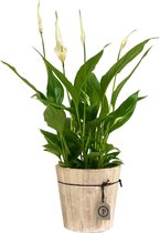 ZynesFlora - Spathiphyllum in Houten Sierpot - Kamerplant in pot - Ø 12 cm - Hoogte: 35 - 40 cm - Luchtzuiverend - Lepelplant