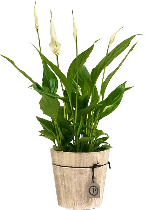 ZynesFlora - Spathiphyllum in Houten Sierpot - Kamerplant in pot - Ø 12 cm - ↕ Hoogte: 35 - 40 cm – Luchtzuiverend – Lepelplant