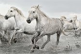 Grupo Erik White Horses  Poster - 91,5x61cm