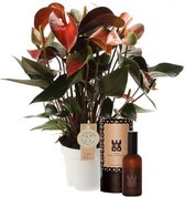 FloriaFor - Set Anthurium Rainbow En Interieur Parfum (World Of Opportunities) - - ↨ 50cm - ⌀ 14cm