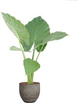 FloriaFor - Alocasia Macrorrhizos In Mica Sierpot Carrie (donkergrijs) - - ↨ 50cm - ⌀ 18cm